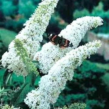 White Butterfly Bush Buddleia Davidii Seeds for Planting – Attract Pollinators, Non-GMO