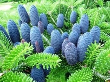 Blue Abies Veitchii Flower Seeds for Planting - 100 pcs