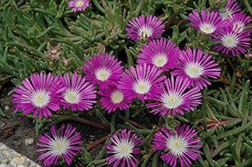 Purple Delosperma Stardust Flower Seeds – Heirloom Non-GMO Succulent Blooms for Rock Gardens
