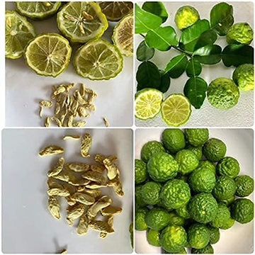 Thai Kaffir Lime Seeds for Planting – Heirloom, Non-GMO Herb Seeds