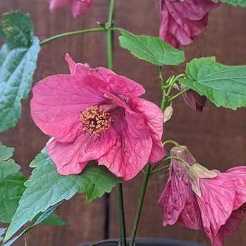 Pink Abutilon Striatum Flower Seeds - 100 pcs