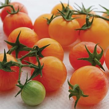 Pink Yellow Tomato Vegetable Seeds for Planting heirloom & Non-GMO Seeds