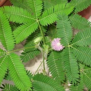 Organic Pink Mimosa Flower Seeds for Planting ƒ?? Heirloom, Non-GMO