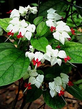 White Red Clerodendrum Seeds for Planting – Organic, Heirloom, Non-GMO Flower Seeds