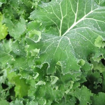 Green Siberian Kale Plant Seeds for Planting heirloom & Non-GMO Seeds