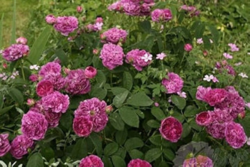 Charles de Mills Flower Seeds for Planting, Pink Blooms, 100 pcs