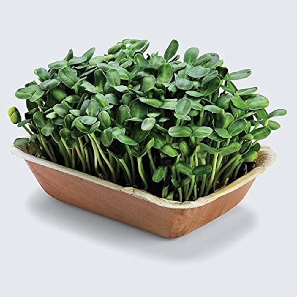 Sunflower Microgreens Seeds ƒ?? Fast-Growing, Nutrient-Rich Seeds for Planting Indoors or Outdoors for planting in your garden.