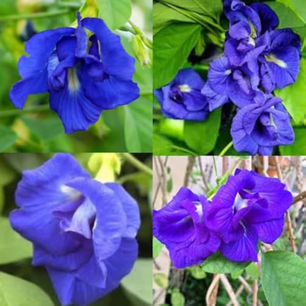 Mix Ternatea Flower Seeds for Planting - 100 pcs for planting in your garden.