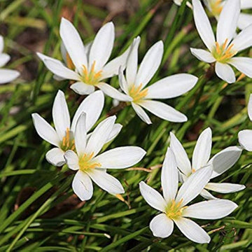 Heirloom Non-GMO Zephyranthes Carinata Flower Seeds for Planting – Rain Lily Colorful Garden Blooms