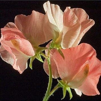 Heirloom Peach Sweet Pea Flower Seeds â€“ Non-GMO Fragrant Climbing Blooms for Garden Planting