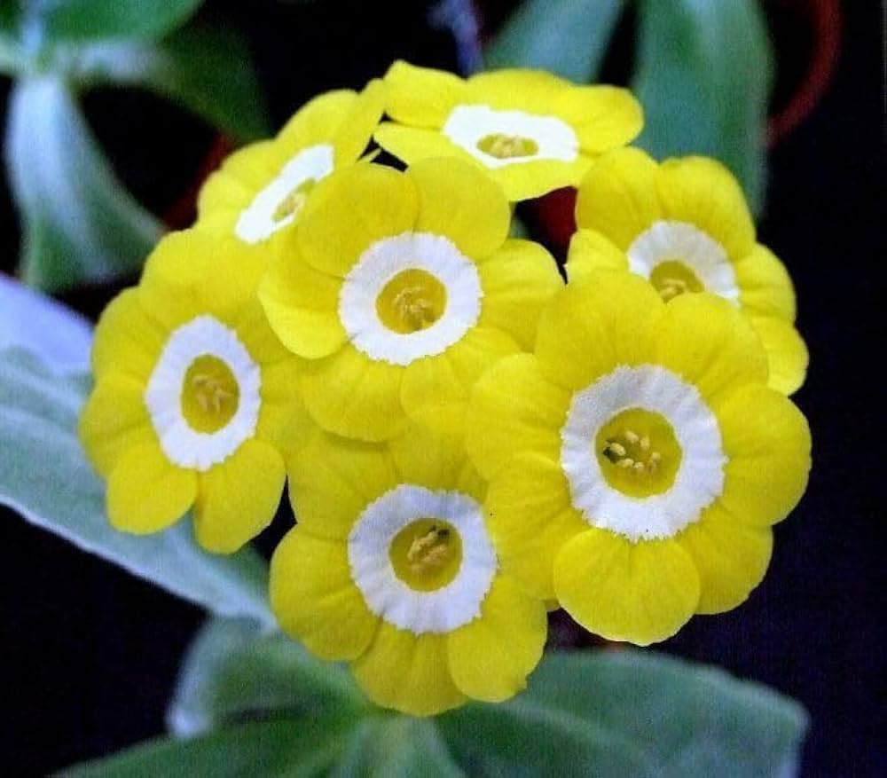 Yellow Primula Auricula Seeds for Planting – Organic, Heirloom, Non-GMO seeds for planting in home garden