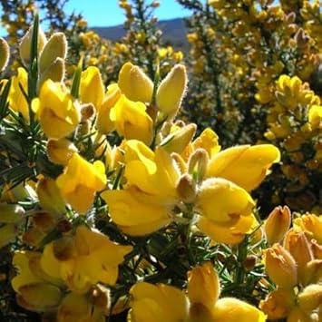 Yellow Gorse Ulex Europaeus Plant Seeds for Planting - 100 Pcs pcs