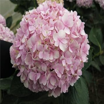 Heirloom Light Pink Hydrangea Flower Seeds, Non-GMO Soft Blooms for Planting for planting in home garden