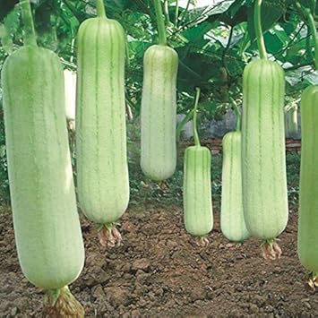 White Green Luffa Vegetable Seeds for Planting heirloom & Non-GMO Seeds