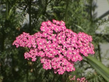 Heirloom Pink Cerise Yarrow Flower Seeds for Planting, Non-GMO for planting in your garden.