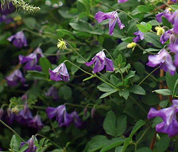 Violet Viticella Flower Seeds for Planting - NON GMO Seeds