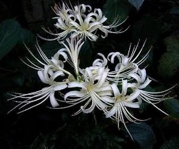 Organic White Lycoris Flower Seeds for Planting – Heirloom, Non-GMO