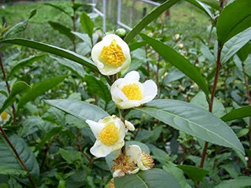 Camellia Sinensis Plant Seeds – Heirloom Non-GMO Green Tea Herb Seeds for Home Growing