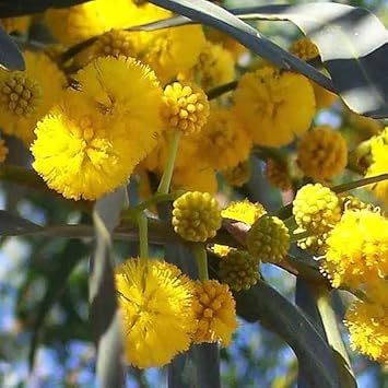 Yellow Acacia Perennial Flower Seeds