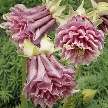 Pink Petticoat Flower Seeds for Planting - 100 pcs