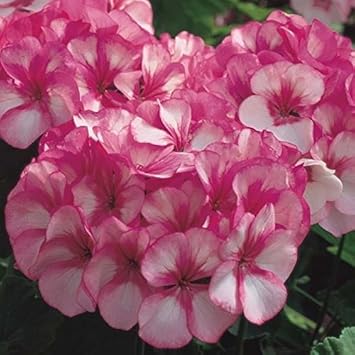 Pink & White Geranium Seeds for Planting – Heirloom Non-GMO
