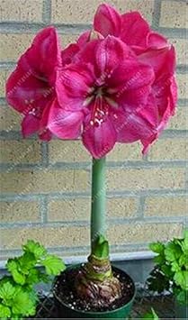 Heirloom Pink Echte Amaryllis Flower Seeds for Planting – Non-GMO, Large Blooming Flower Seeds
