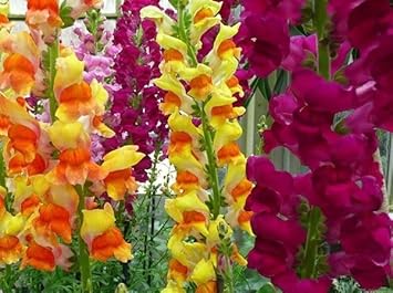 Heirloom Non-GMO Snapdragon Flower Seeds for Planting – Colorful Garden Bloom Seeds