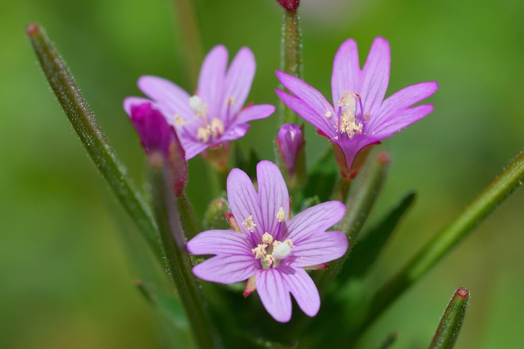 Epilobium Glandulosum Flower Seeds for Planting ƒ?? Organic, Heirloom, Non-GMO Wildflower Seeds