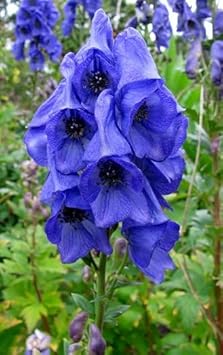 Monkshood Flower Seeds for Planting, 100 Pcs pcs