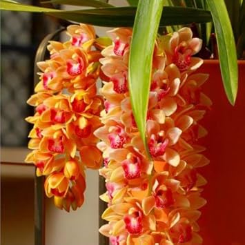 Orange Cymbidium Orchid Seeds - Heirloom Non-GMO Planting Flower Seeds
