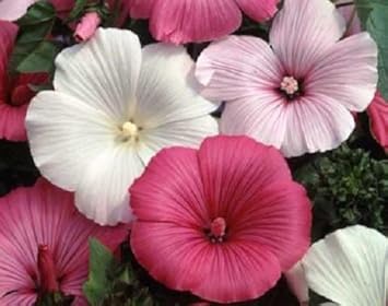 Mixed Rose Mallow Flower Seeds for Planting Non-GMO Heirloom Garden Seeds for Growing