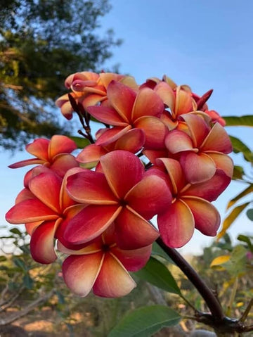 Rubra Flower Seeds for Planting, NON GMO Seeds