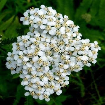 White Yarrow Flower Seeds for Garden - NON GMO Seeds