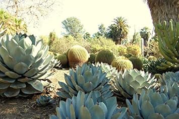 Green Agave Parryi Planting Seeds for Garden NON GMO Seeds