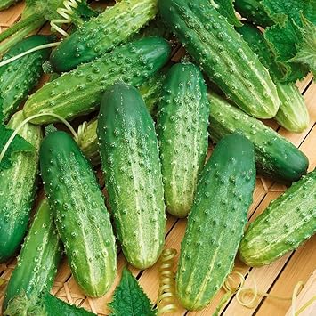 Octopus Vegetable Seeds for Planting heirloom & Non-GMO Seeds