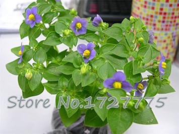 Purple Matthiola Incana Seeds – Fragrant Flower Seeds for Planting