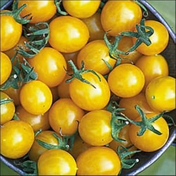 Yellow Tomato Seeds for Planting, 100 Pcs pcs