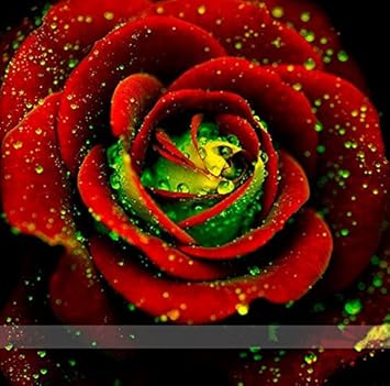 Red Green Rose Flower Plant Seeds for Planting Non-GMO Heirloom Garden Seeds for Growing