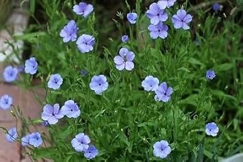 Blue Viscaria Flower Seeds for Planting - 100 pcs