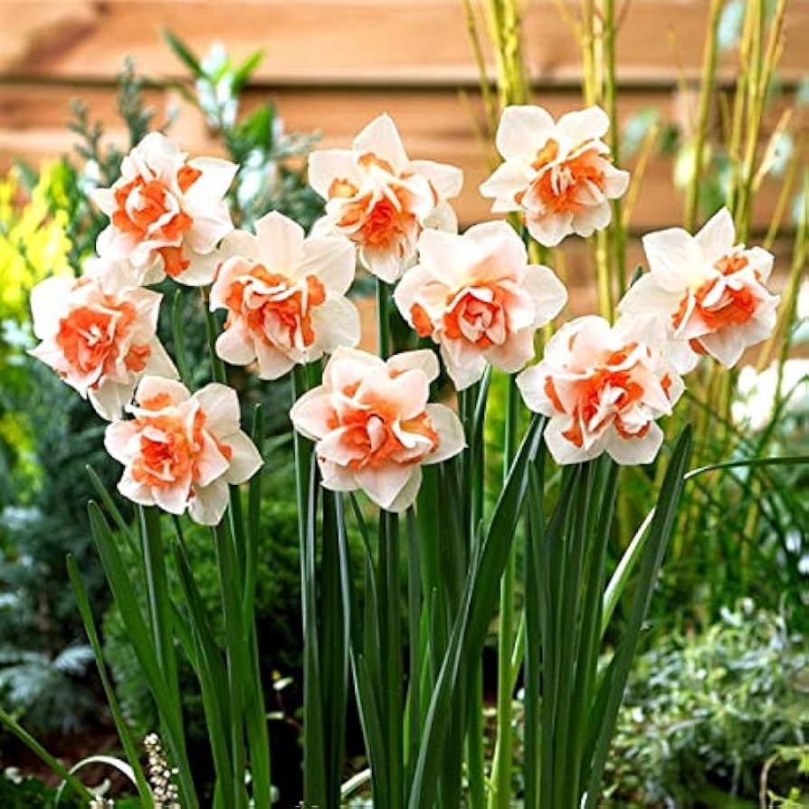Narciso Flower Seeds for Planting - NON GMO Seeds for planting in home garden