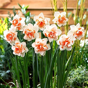Narciso Flower Seeds for Planting - NON GMO Seeds