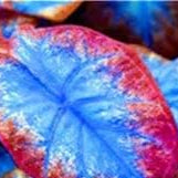 Caladium Blue Mix Flower Seeds for Planting NON GMO Seeds