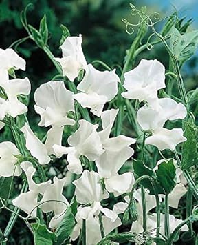 Heirloom Non-GMO Sweet Pea Jilly Flower Seeds for Planting – Fragrant Climbing Blooms