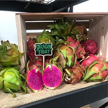 Pitaya Fruit Seeds Easy to Grow Mixed 100 Pcs pcs