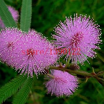 Purple Mimosa Flower Seeds for Planting - 100 pcs