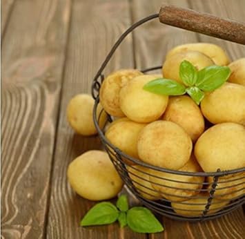 Yellow Potato Vegetable Seeds for Planting heirloom & Non-GMO Seeds
