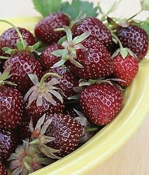 Strawberry Fruit Seeds - Burgundy Color Variety, Ideal for Home Garden, GMO Free