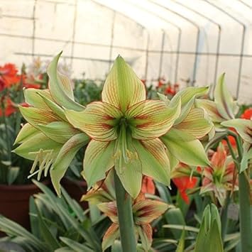 Army Green Hippeastrum Flower Seeds – Heirloom Non-GMO Amaryllis Seeds for Unique Garden Accents