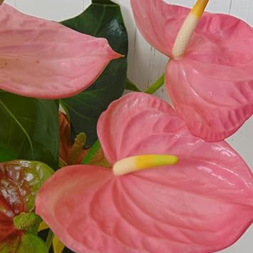 Anturio Plant Seeds for Planting, 100 pcs