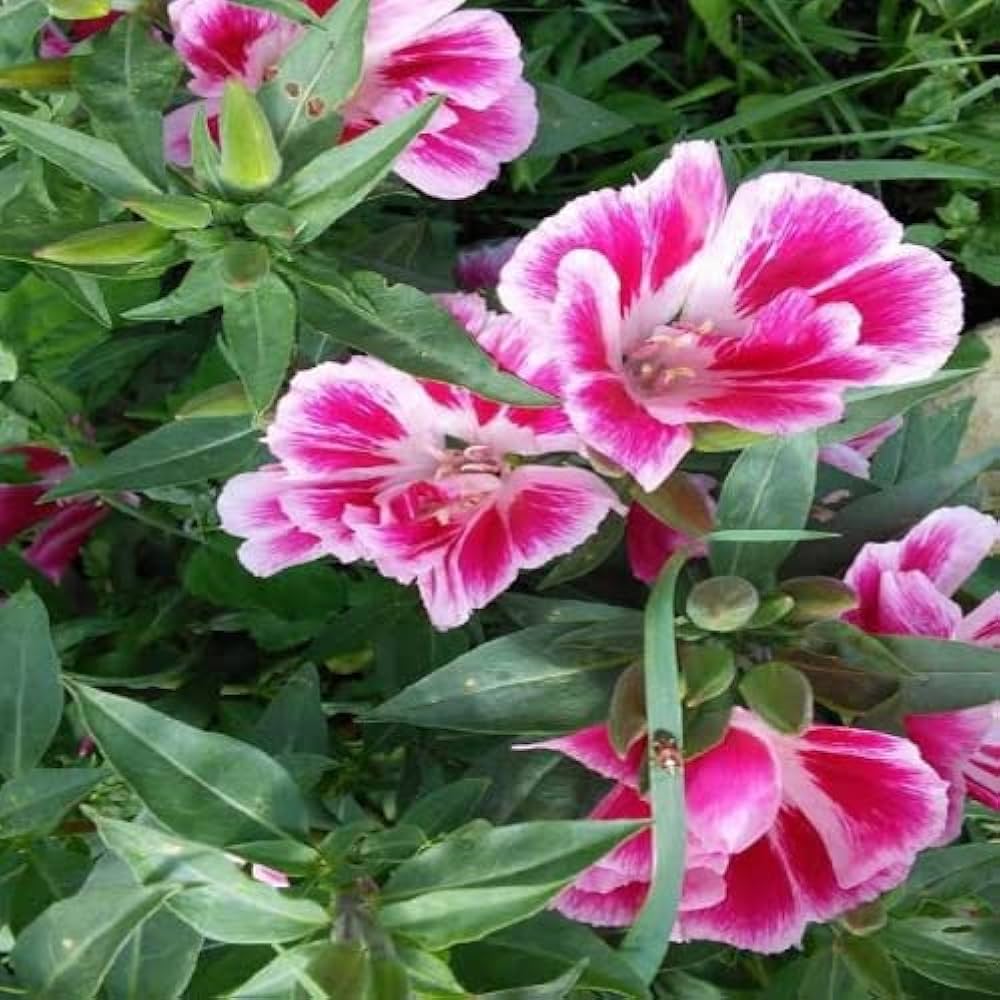 Pink Clarkia Amoena Flower Seeds for Planting - 100 pcs seeds for planting in home garden